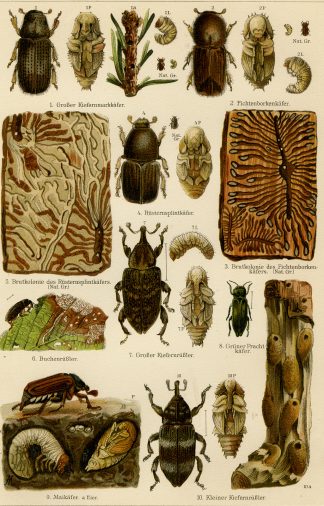Antique Prints-FOREST INSECTS-BEETLES-PINE-Meyers-1900