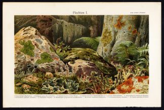 Antique Prints-LICHEN-ALGA-FUNGUS-Plate I-Meyers-1900