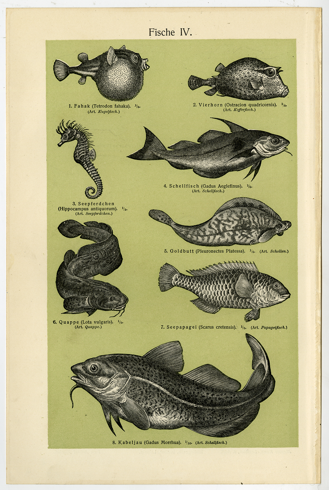, Antique Prints-FISH-SEAHORSE-COD-Meyers-1900, Pictura Antique Prints