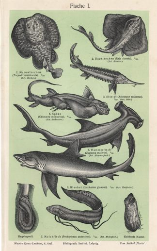 Antique Prints-FISH-STERLET-RAY-SHARK-Meyers-1900