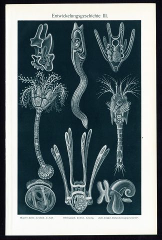 Antique Prints-EMBRYOLOGY-LARVEA-EMBRYO-Plate III-Meyers-1900