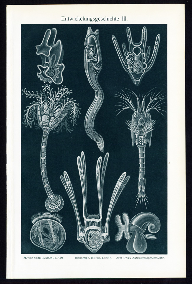 , Antique Prints-EMBRYOLOGY-LARVEA-EMBRYO-Plate III-Meyers-1900, Pictura Antique Prints