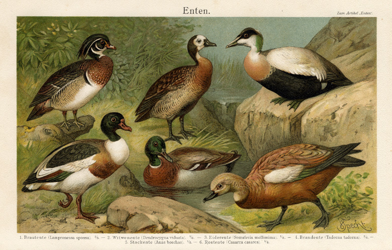 , Antique Prints-DUCKS-EIDER-WOOD DUCK-ANAS-Meyers-1900, Pictura Antique Prints
