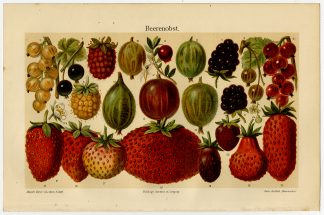 Antique Prints-BERRIES-RASPBERRY-BLACKBERRY-Meyers-1900