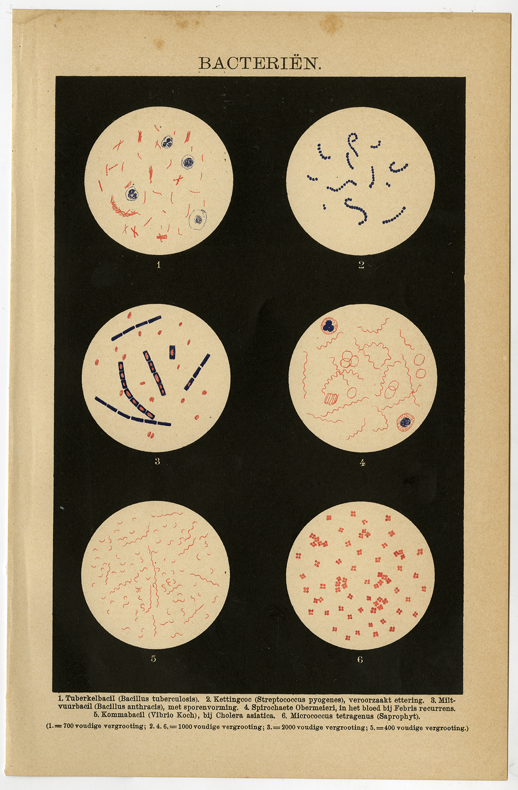 , Antique Prints-BACTERIA-BACILLUS ANTHRACIS-Brockhaus-1894, Pictura Antique Prints