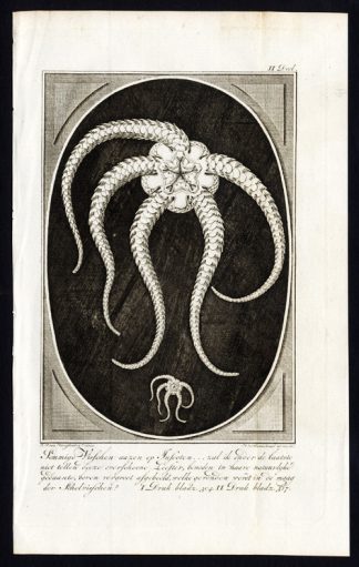 Antique Print-STARFISH-SEA STAR-ASTEROIDEA-Martinet-1779