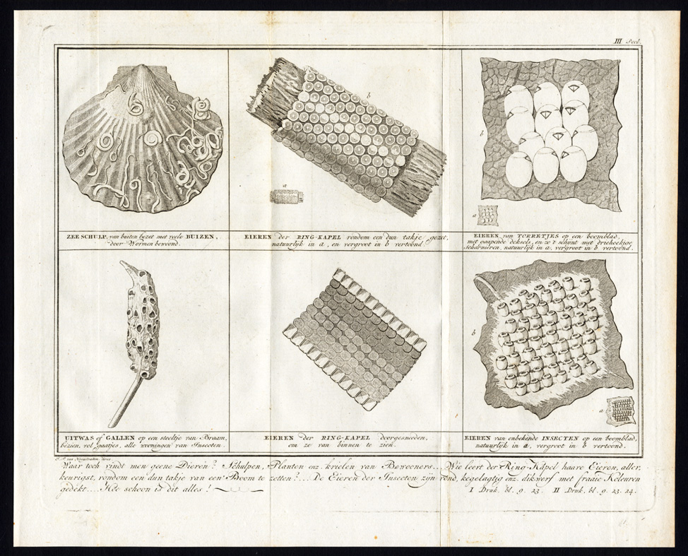 , Antique Print-EGGS-BUGS-BUTTERFLY-SEA SHELL-WORM-INSECT-Martinet-1779, Pictura Antique Prints