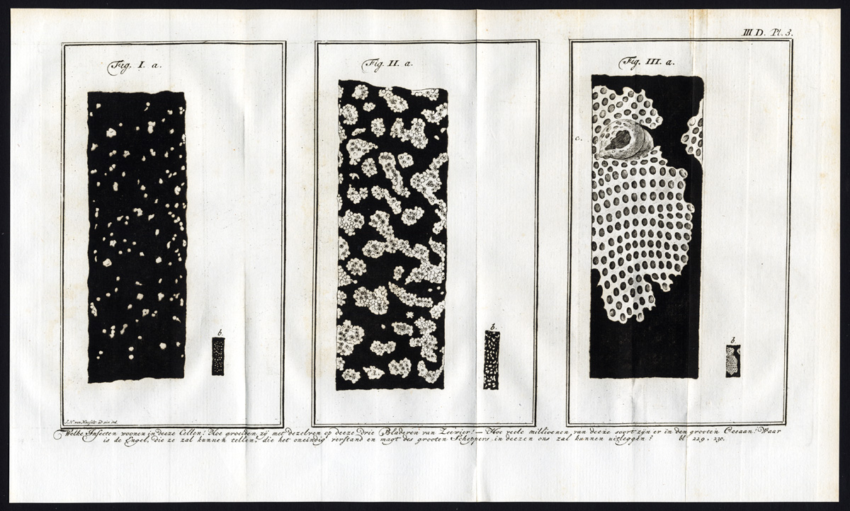 , Antique Print-SEAWEED LEAVES-CELLS-ALGAE-Martinet-1779, Pictura Antique Prints