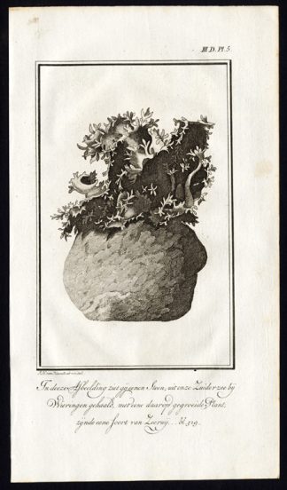 Antique Print-SEAWEED-ALGAE-STONE-IJSSELMEER-NETHERLANDS-Martinet-1779