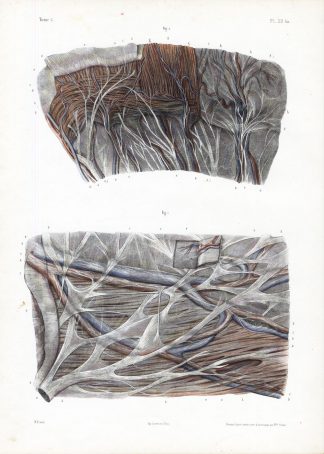 Antique Print-ANATOMY-SMALL INTESTINE-STOMACH-NERVE-MEMBRANE-Bourgery-1831