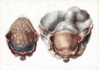 Antique Print-ANATOMY-URINARY BLADDER-PROSTATE-RECTUM-ARTERY-Bourgery-1831
