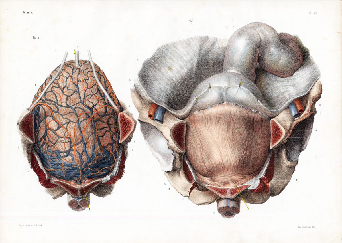 Lb1963 416x295 Antique Print-ANATOMY-URINARY BLADDER-PROSTATE-RECTUM-ARTERY-Bourgery-1831
