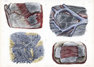 Antique Print-ANATOMY-NERVES-PERITONEUM-MEMBRANE-ORGAN-Bourgery-1831