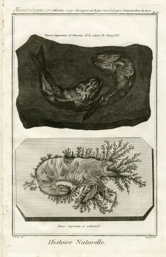 Antique Print-FOSSILIZED FISH-VEGETATION-FOSSIL-Diderot-1751