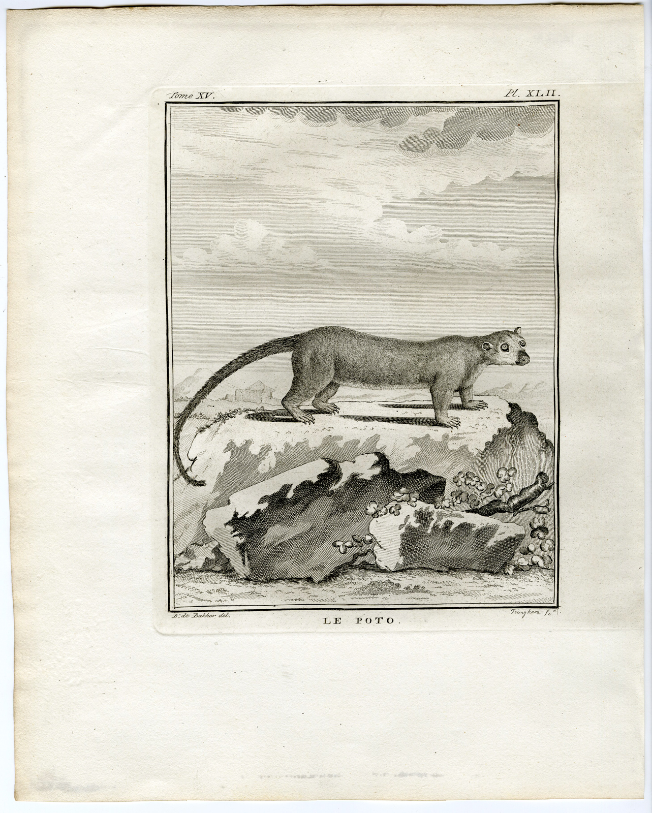 , Antique Print-KINKAJOU-POTO-HONEY BEAR-Buffon-1772, Pictura Antique Prints
