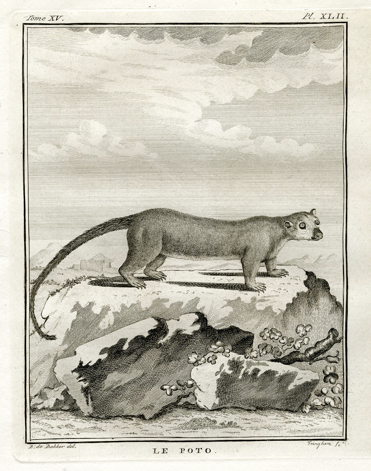 , Antique Print-KINKAJOU-POTO-HONEY BEAR-Buffon-1772, Pictura Antique Prints