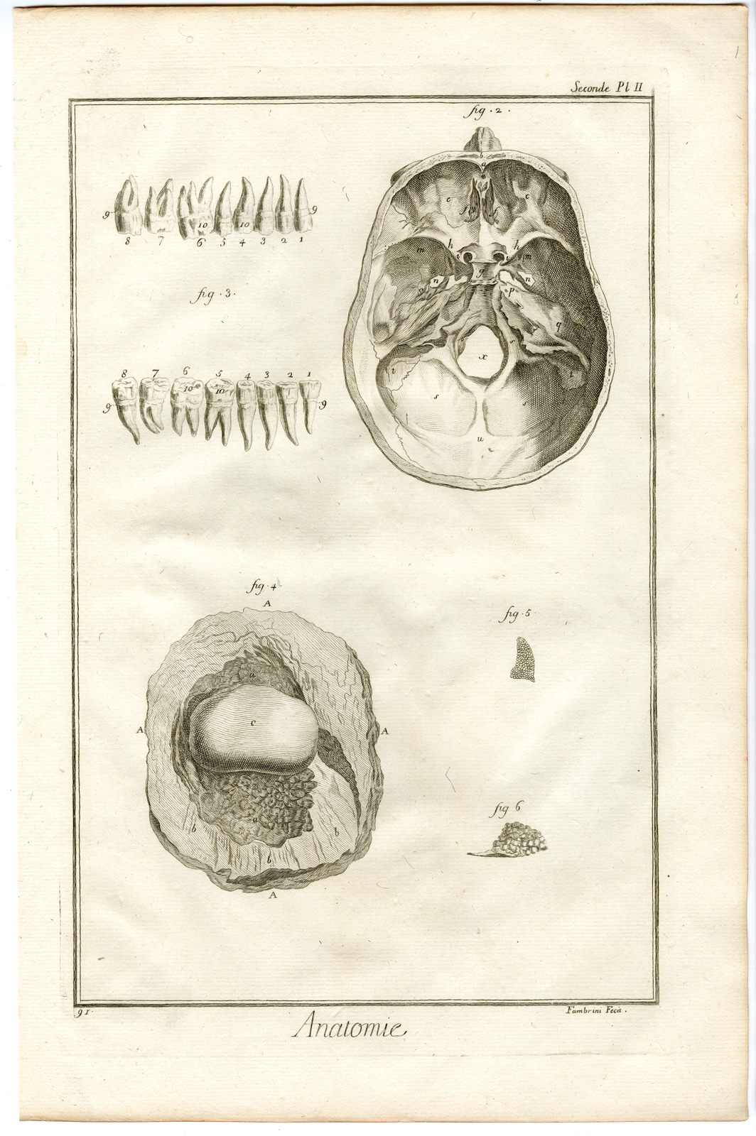 , Antique Print-HUMAN ANATOMY-BASE OF THE SKULL-CRANIUM-TEETH-Diderot-Prevost-1751, Pictura Antique Prints