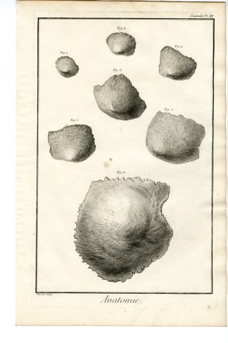 Antique Print-HUMAN ANATOMY-SKULL-PARIETAL BONES-Diderot-Prevost-1751