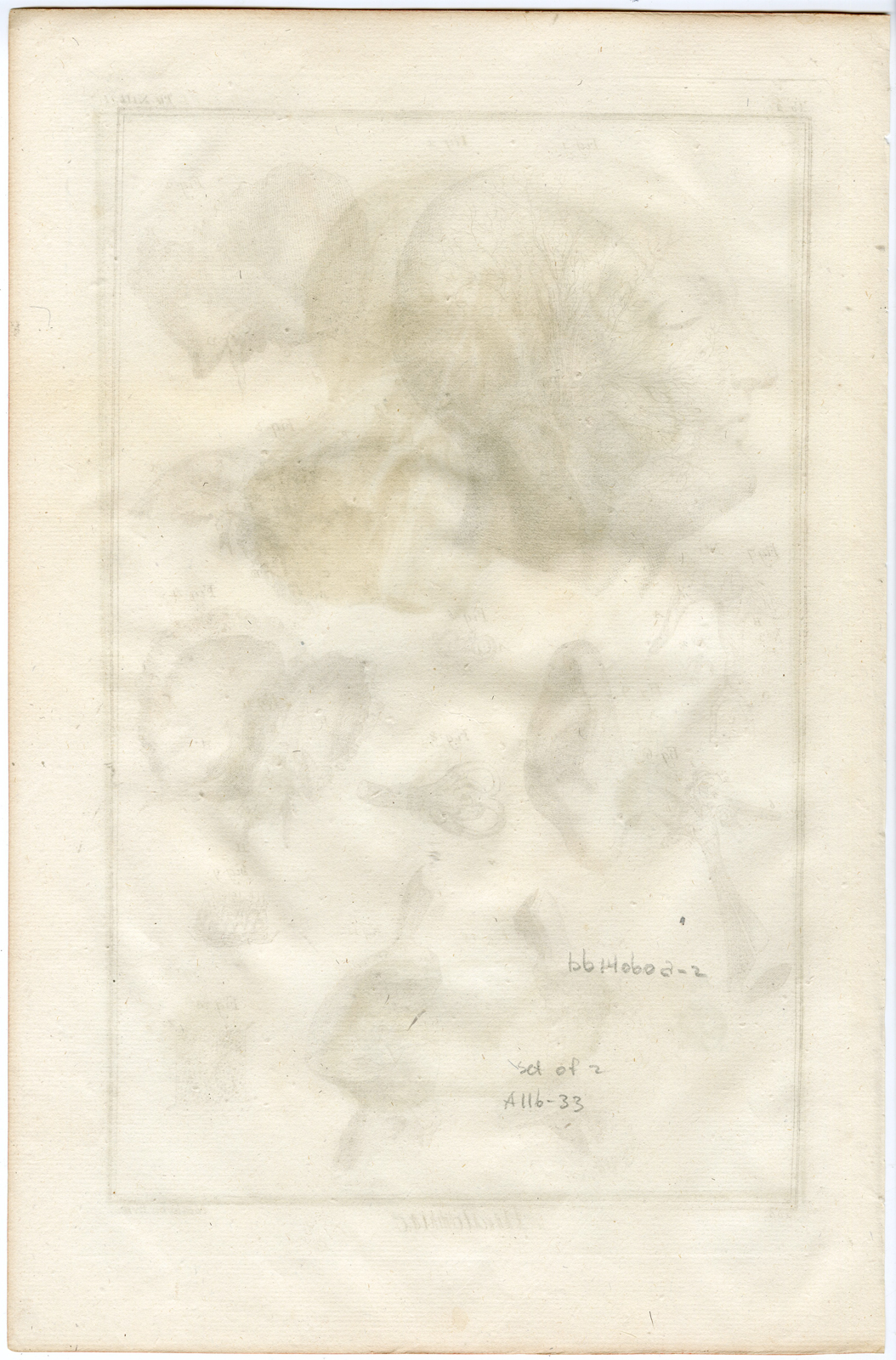 , 2 Antique Prints-HUMAN ANATOMY-ARTERIES OF THE FACE-ARTERY-Diderot-Defehrt-1751, Pictura Antique Prints