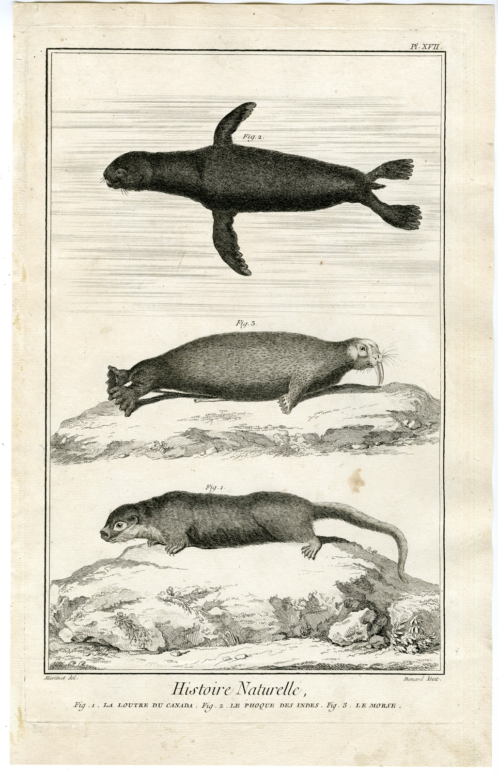 , Antique Print-CANADIAN OTTER-SEAL-WALRUS-Martinet-Diderot-1751, Pictura Antique Prints
