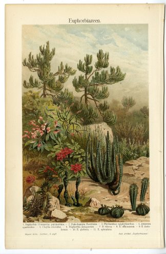 Antique Prints-EUPHORBIA-SPURGE FAMILY-Meyers-1900