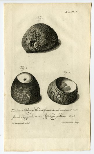 Antique Botanical Print-FOSSILIZED SEA URCHIN-Martinet-1779
