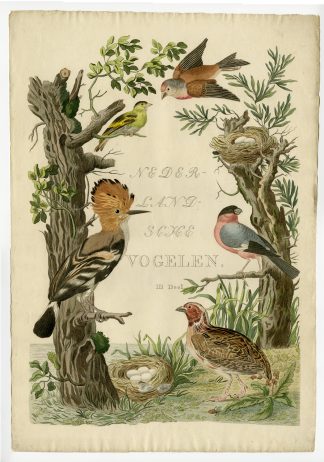 Antique Print-TITLE PAGE-HOOPOE-QUAIL-BULLFINCH-SISKIN-LINNET-Nozeman-Sepp-1770