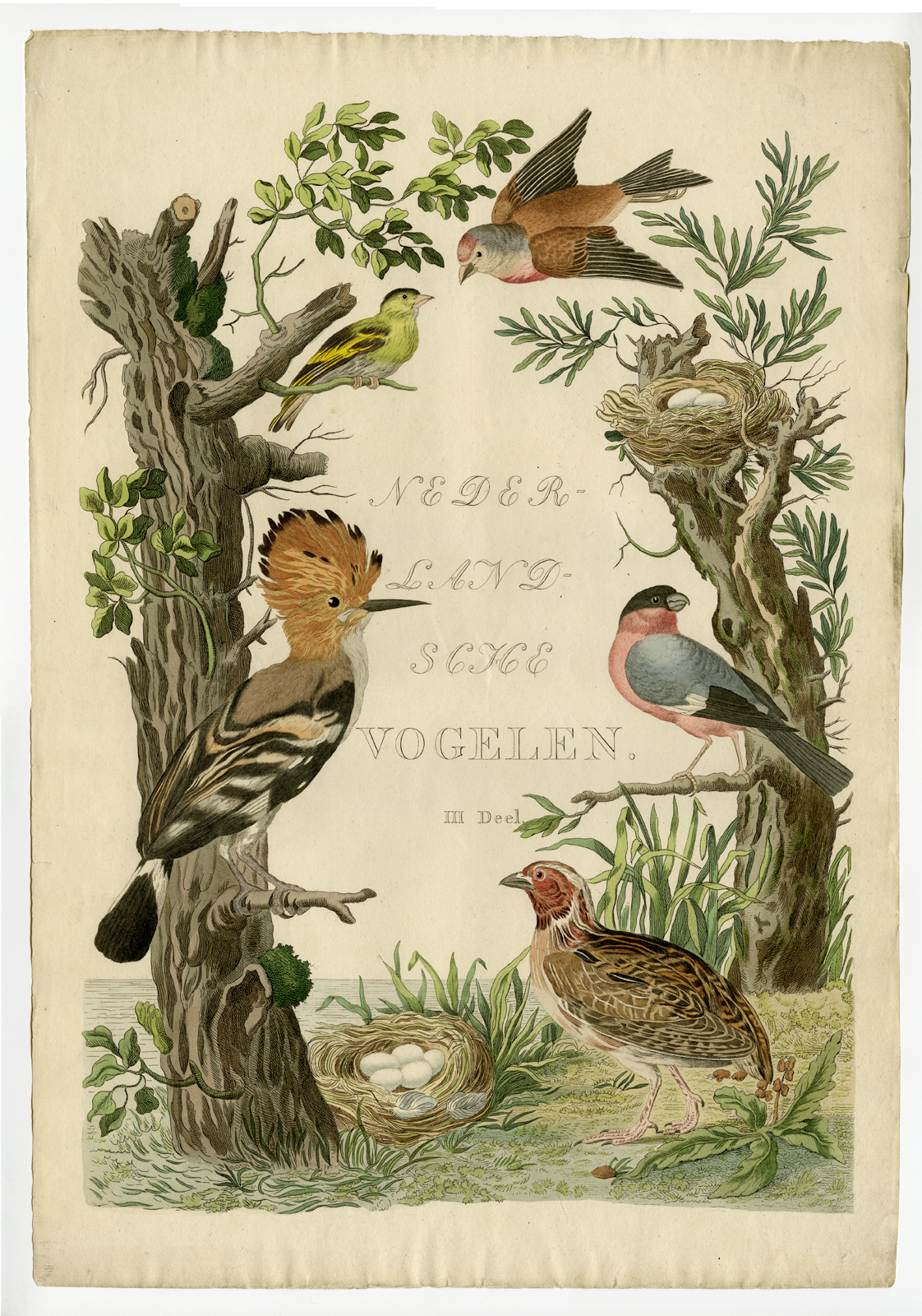 , Antique Print-TITLE PAGE-HOOPOE-QUAIL-BULLFINCH-SISKIN-LINNET-Nozeman-Sepp-1770, Pictura Antique Prints