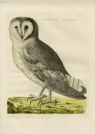 Antique Print-WHITE BARN OWL-TYTO ALBA-Nozeman-Sepp-1770