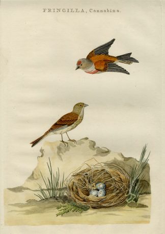 Antique Print-COMMON LINNET-LINARIA CANNABINA-Nozeman-Sepp-1770