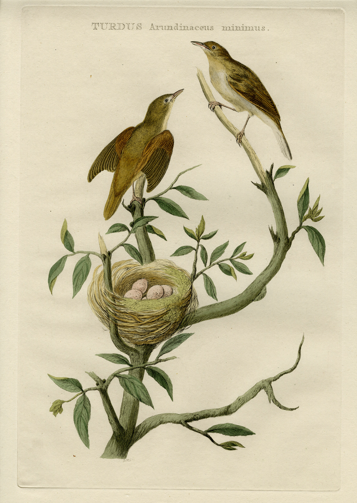 , Antique Print-ICTERINE WARBLER-HIPPOLAIS ICTERINA-Nozeman-Sepp-1770, Pictura Antique Prints