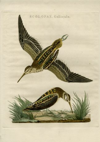 Antique Print-JACK SNIPE-LYMNOCRYPTES MINIMUS-Nozeman-Sepp-1770