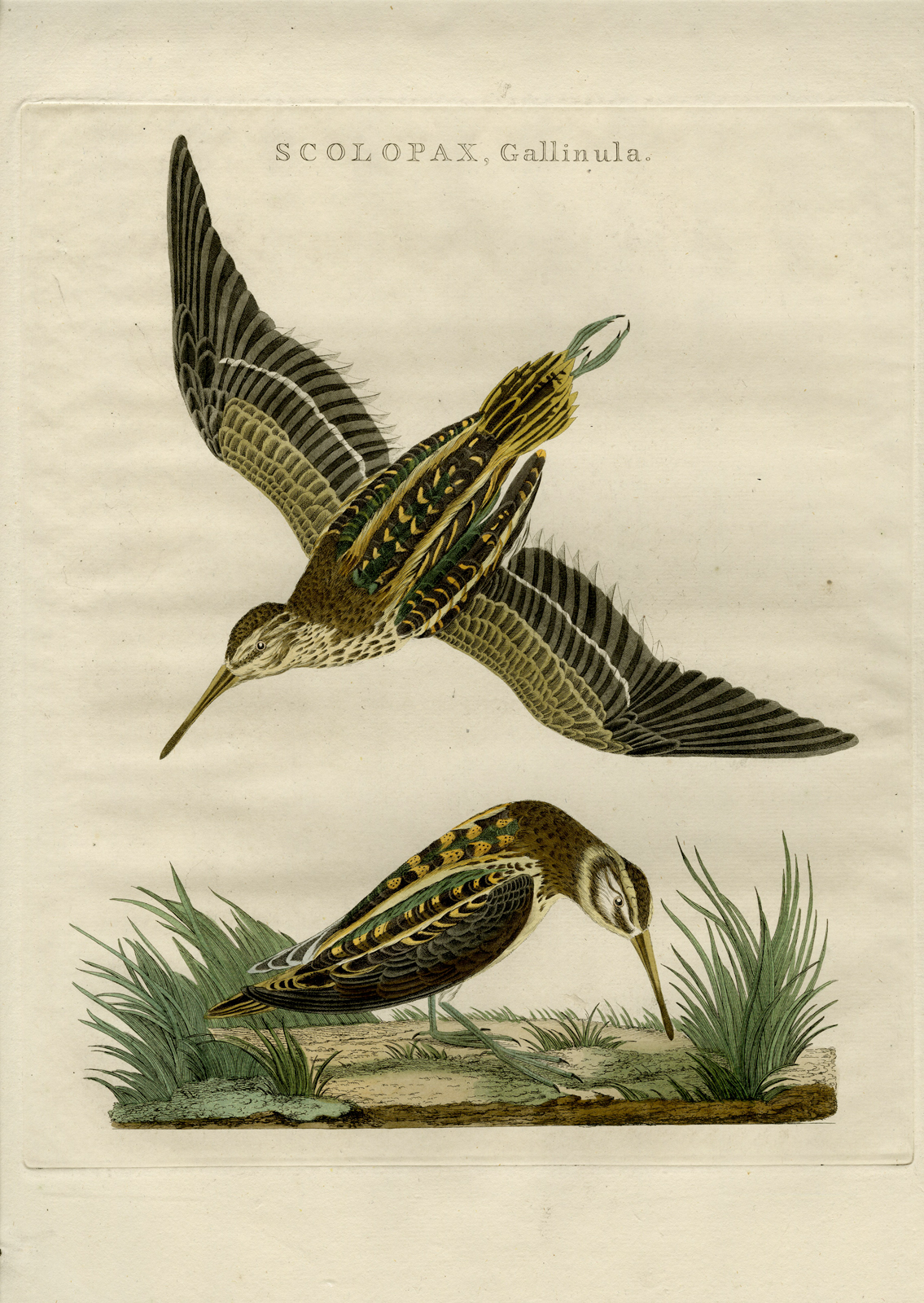 , Antique Print-JACK SNIPE-LYMNOCRYPTES MINIMUS-Nozeman-Sepp-1770, Pictura Antique Prints
