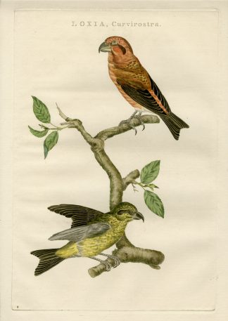 Antique Print-RED CROSSBILL-LOXIA CURVIROSTRA-Nozeman-Sepp-1770