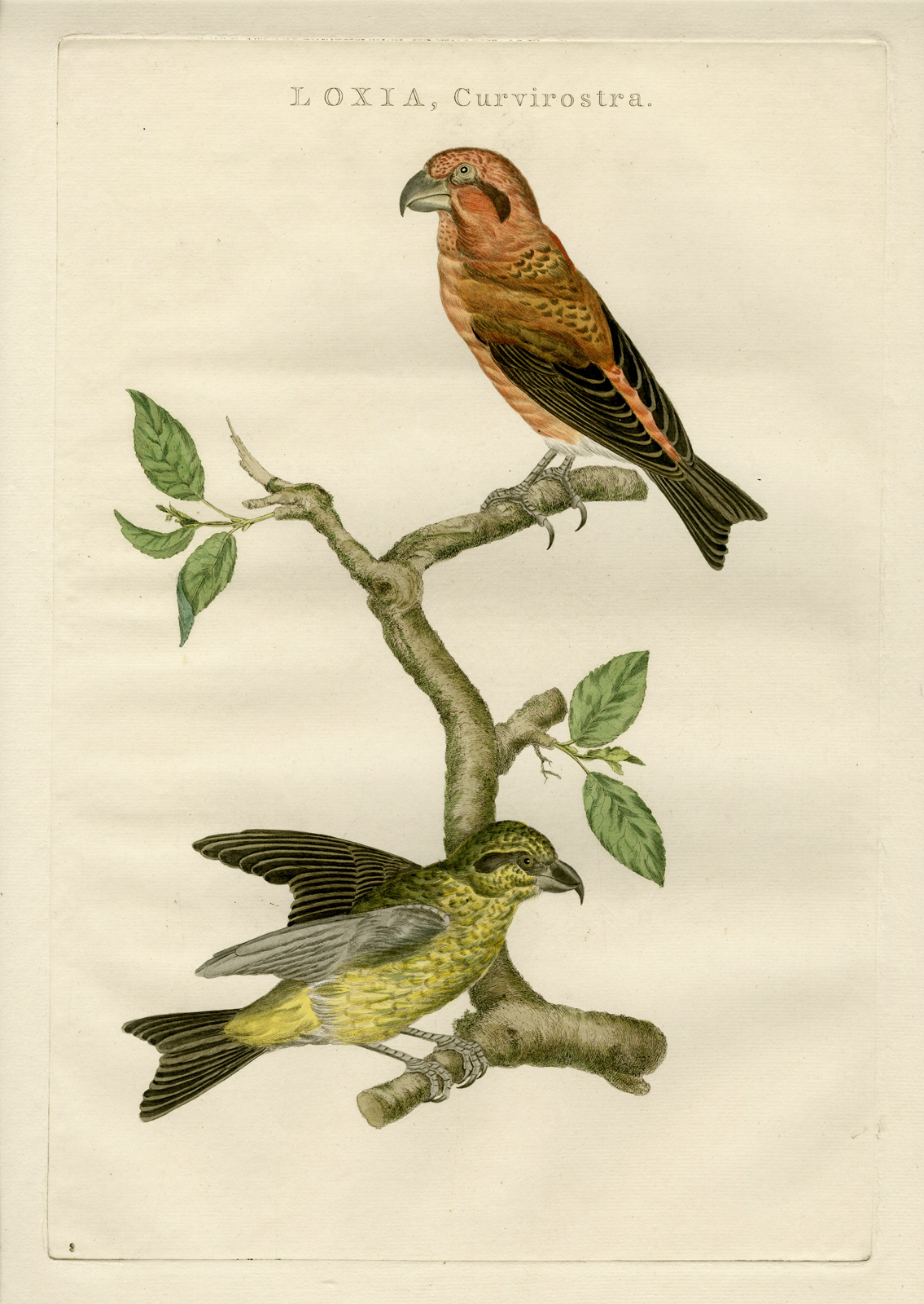, Antique Print-RED CROSSBILL-LOXIA CURVIROSTRA-Nozeman-Sepp-1770, Pictura Antique Prints