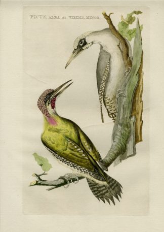 Antique Print-EUROPEAN GREEN WOODPECKER-PICUS VIRIDIS-Nozeman-Sepp-1770