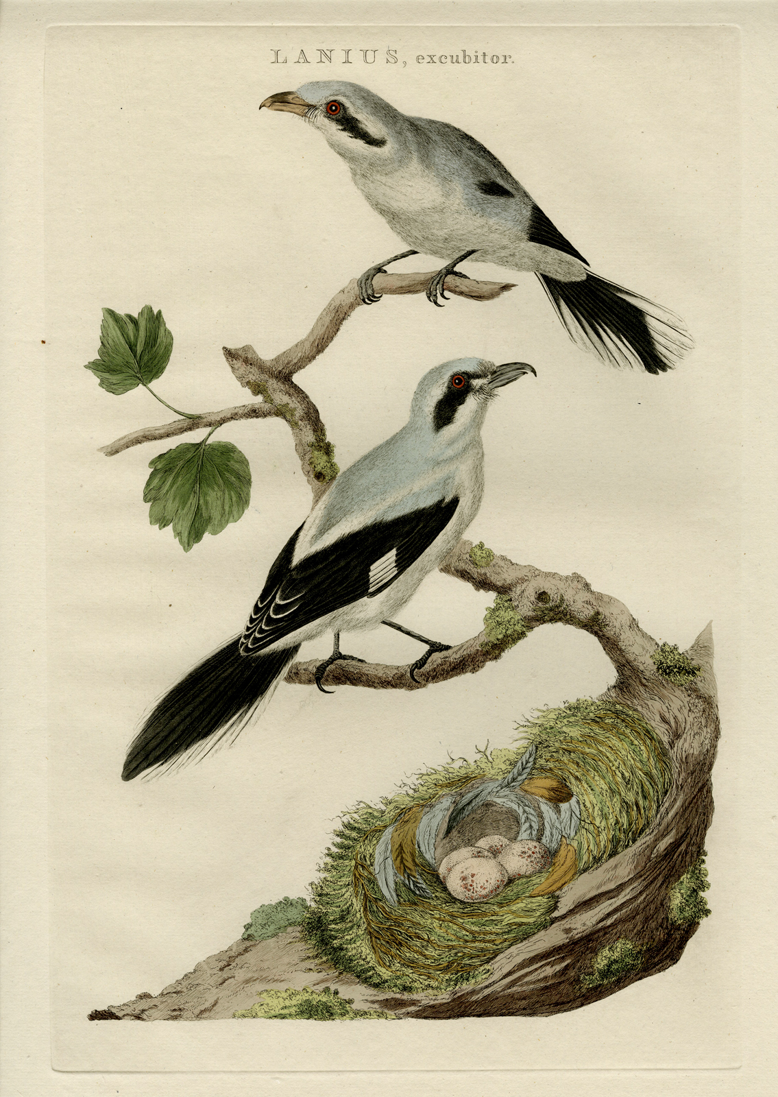 , Antique Print-GREAT GREY SHRIKE-LANIUS EXCUBITOR-Nozeman-Sepp-1770, Pictura Antique Prints