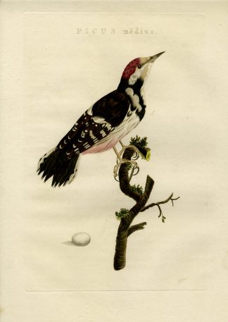 Antique Print-MIDDLE SPOTTED WOODPECKER-DENDROCOPTES MEDIUS-Nozeman-Sepp-1770