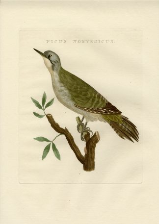 Antique Print-GREY HEADED WOODPECKER-PICUS CANUS-Nozeman-Sepp-1770