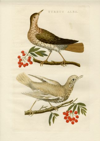 Antique Print-TURDUS PHILOMELOS-SONG THRUSH-Nozeman-Sepp-1770