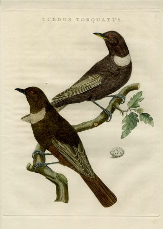 Antique Print-TURDUS TORQUATUS-RING OUZEL-Nozeman-Sepp-1770