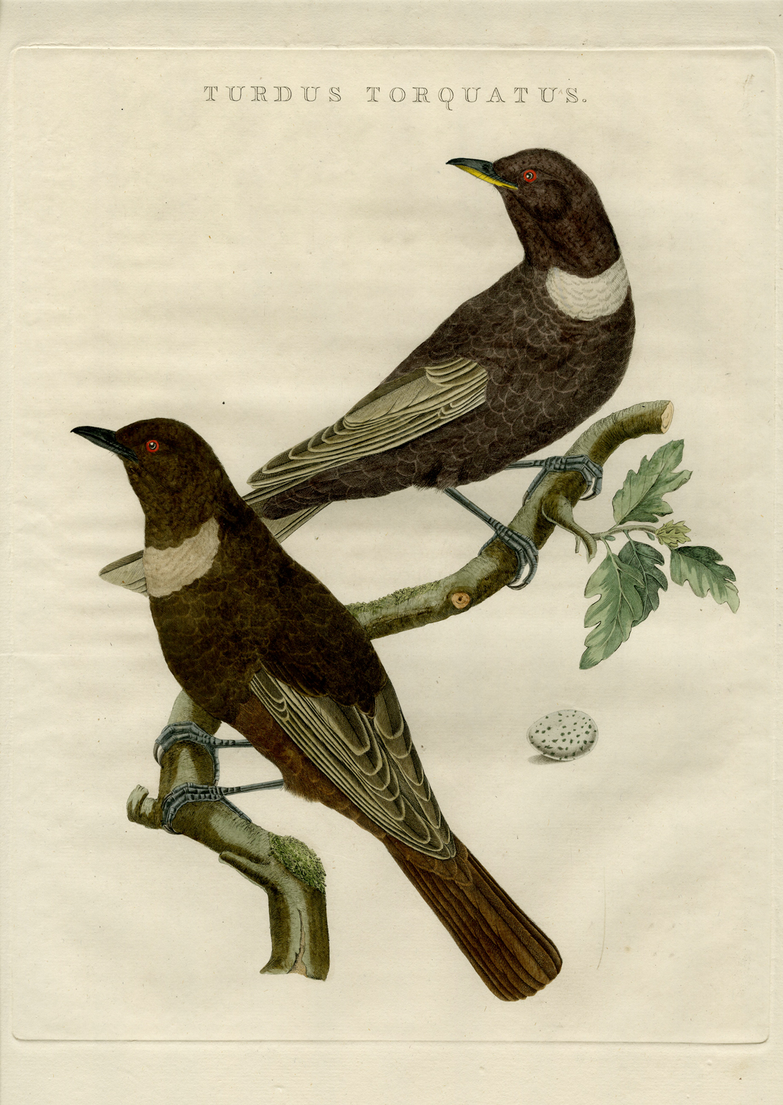 , Antique Print-TURDUS TORQUATUS-RING OUZEL-Nozeman-Sepp-1770, Pictura Antique Prints