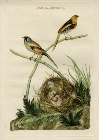 Antique Print-BEARDED REEDLING-TIT-PANURUS BIARMICUS-Nozeman-Sepp-1770