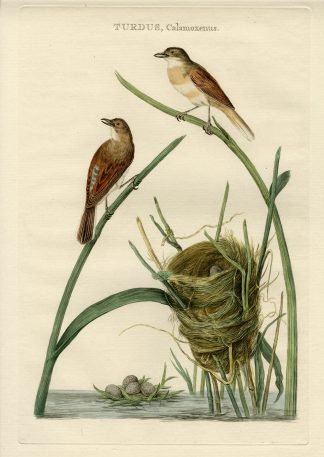 Antique Print-COMMON WHITETHROAT-SYLVIA COMMUNIS-Nozeman-Sepp-1770