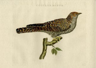 Antique Print-COMMON CUCKOO-CUCULUS CANORUS-Nozeman-Sepp-1770