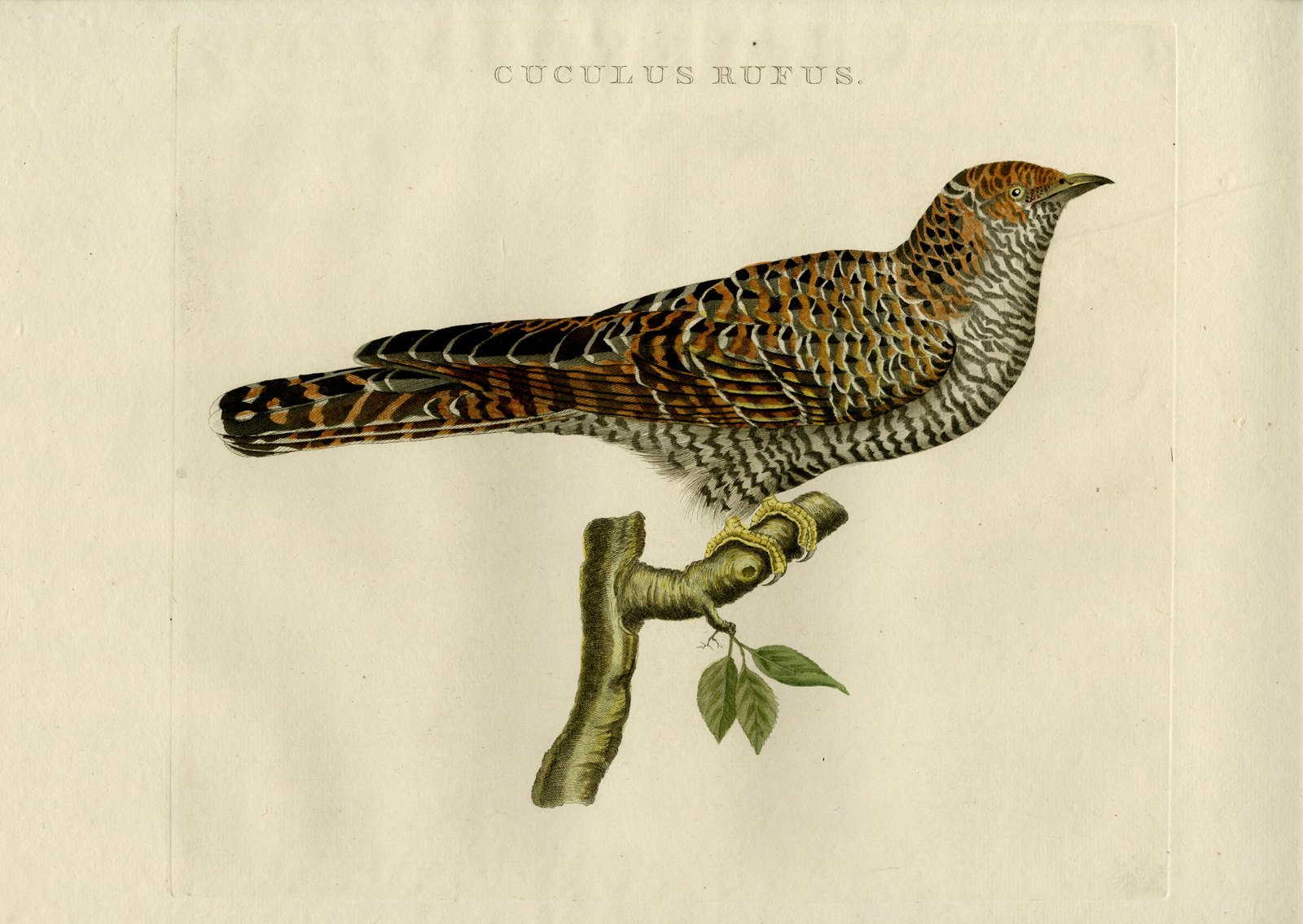 , Antique Print-COMMON CUCKOO-CUCULUS CANORUS-Nozeman-Sepp-1770, Pictura Antique Prints