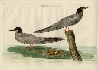 Antique Print-BLACK TERN-CHLIDONIAS NIGER-Nozeman-Sepp-1770