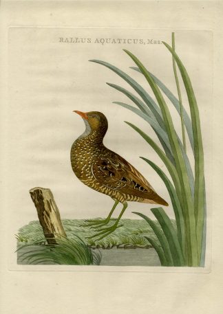 Antique Print-WATER RAIL-RALLUS AQUATICUS-Nozeman-Sepp-1770