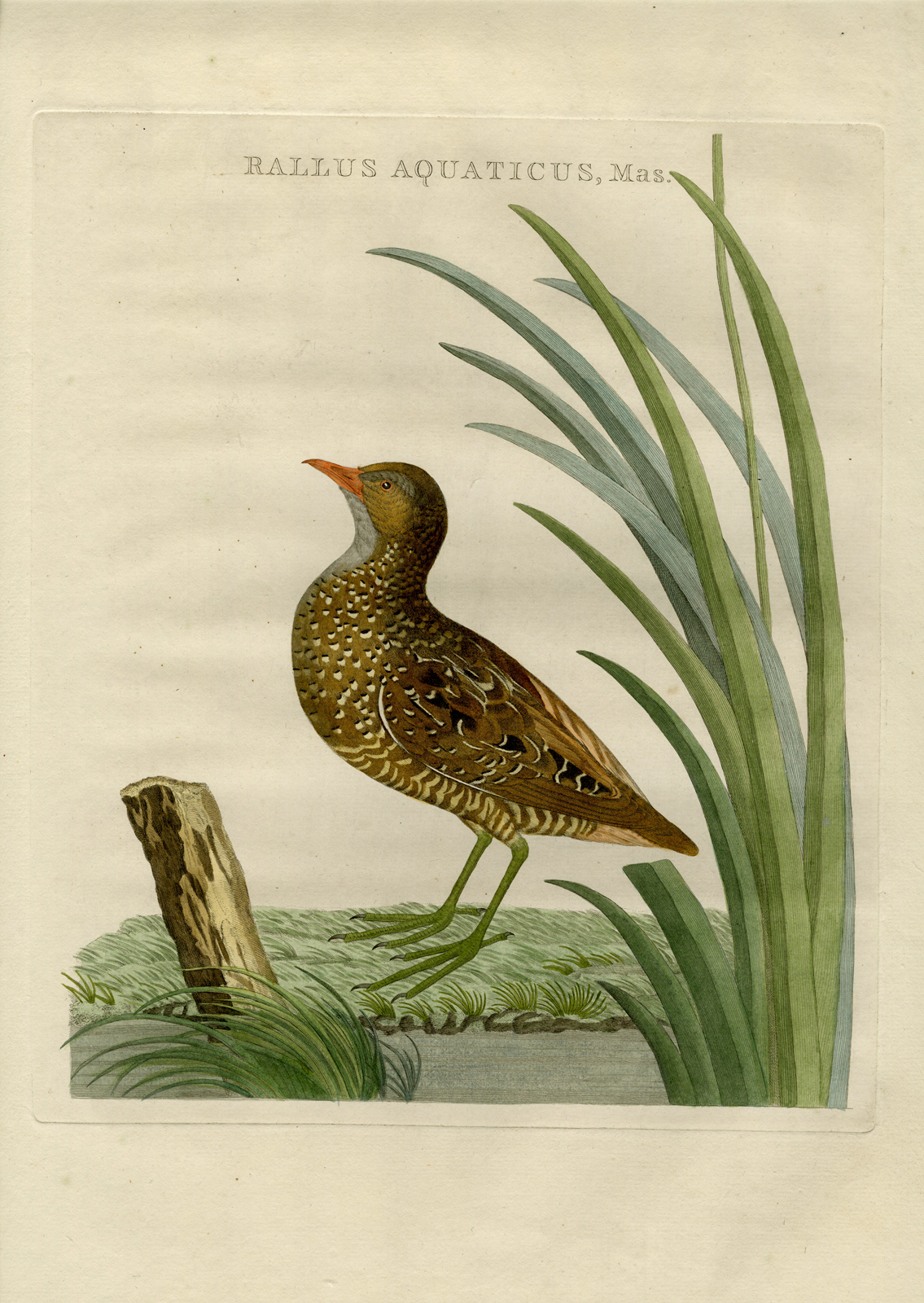 , Antique Print-WATER RAIL-RALLUS AQUATICUS-Nozeman-Sepp-1770, Pictura Antique Prints