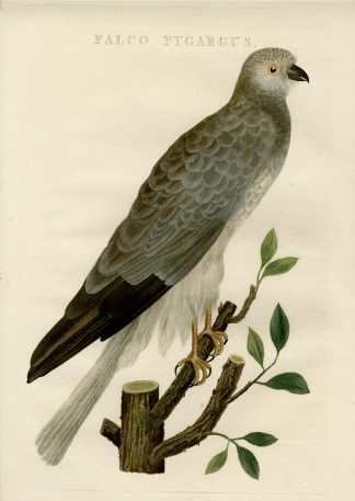Antique Print-HEN HARRIER-CIRCUS CYANEUS-Nozeman-Sepp-1770